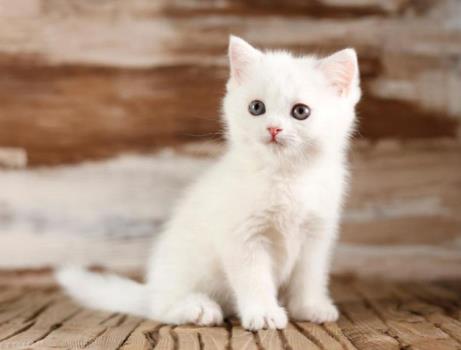 فروش گربه در تهران