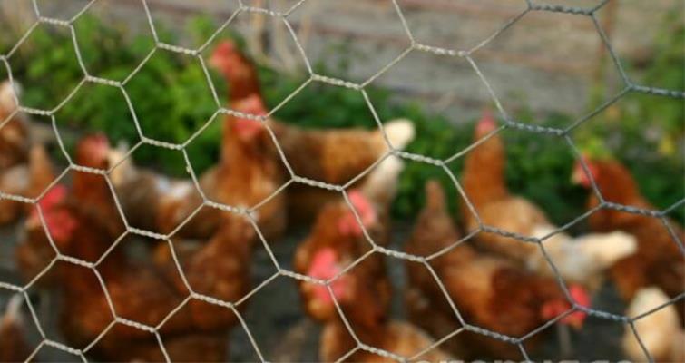 کاربردها و نکات خرید توری پرسی