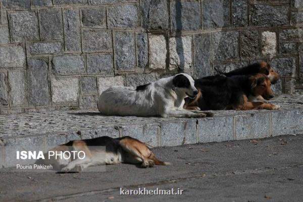 کنترل جمعیت سگ های ولگرد در قم نیازمند حمایت قضایی است