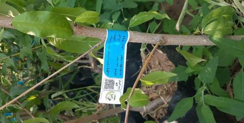 ارقام گواهی شده تولید میوه کشور را سی درصد می افزاید