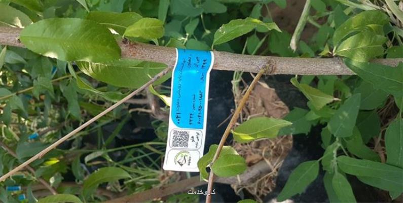 ارقام گواهی شده تولید میوه کشور را سی درصد می افزاید