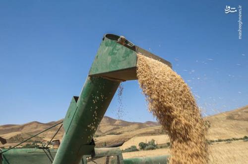 نرخ خرید تضمینی گندم ۲۹ و پنجاه صدم۰ تومان