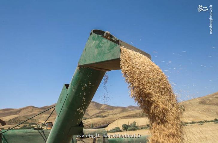 نرخ خرید تضمینی گندم ۲۹ و پنجاه صدم۰ تومان