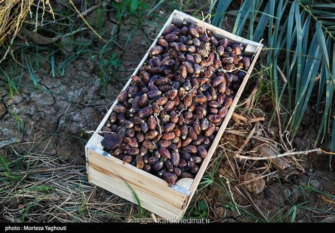 سهم ایران از بازار جهانی خرما چند درصد است؟