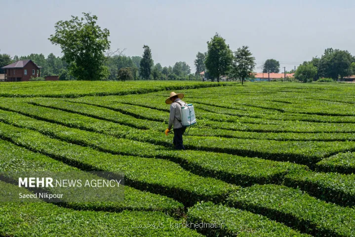 صادرات چای 48 درصد افزوده شد